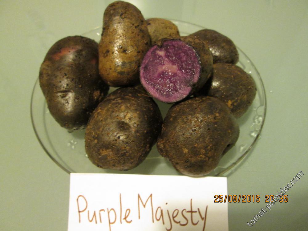 Purple Majesty