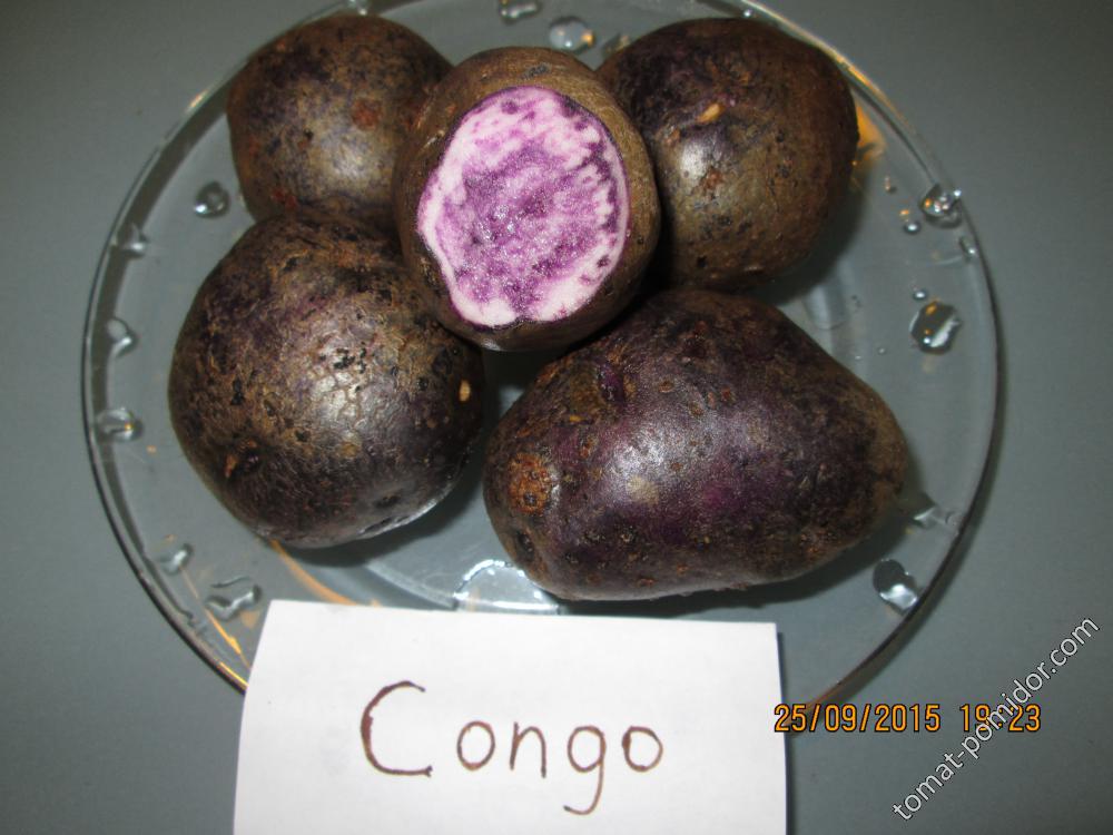 Congo