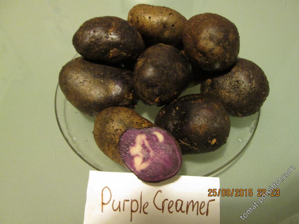 Purple Creamer