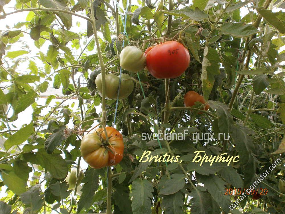 Brutus Брутус 29/09/2015