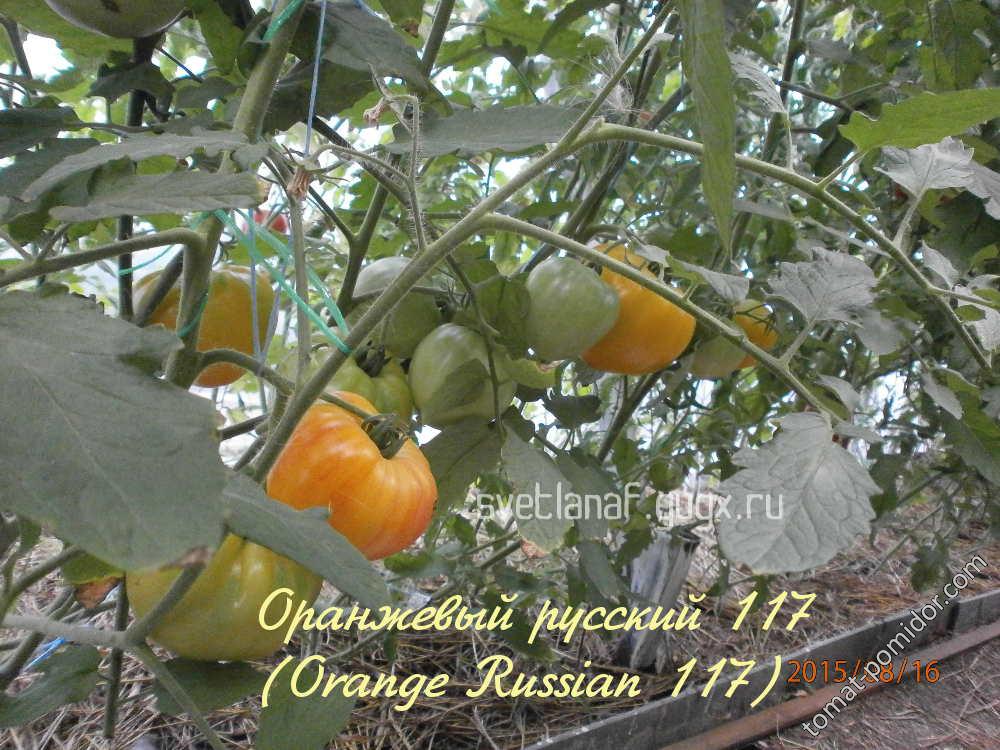Оранжевый русский 117 (Orange Russian 117)