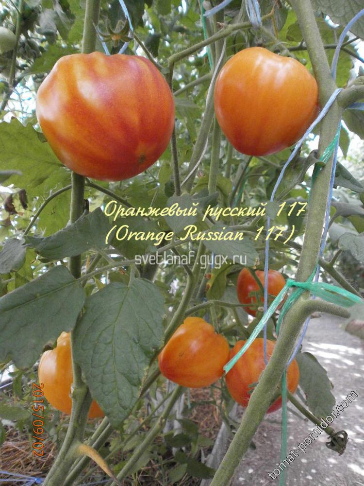 Оранжевый русский 117 (Orange Russian 117)