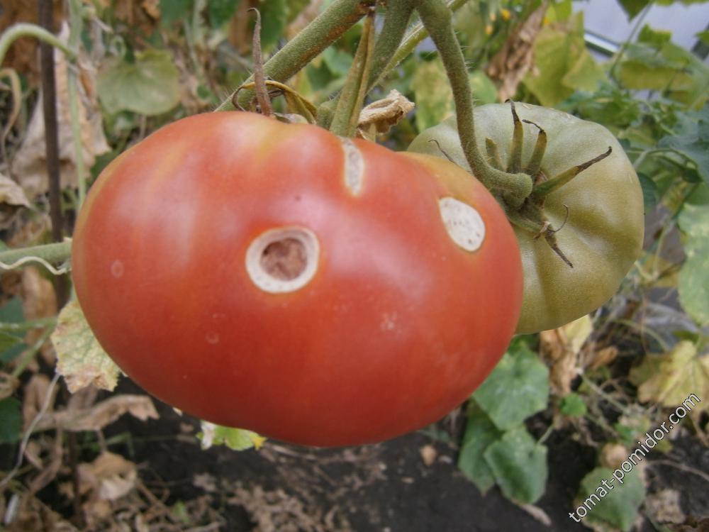 Совки тоже любят томаты:))))