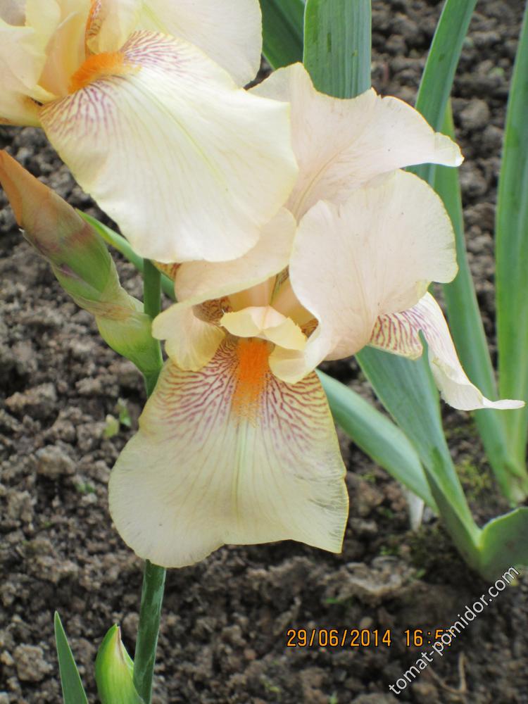 Apricot silk