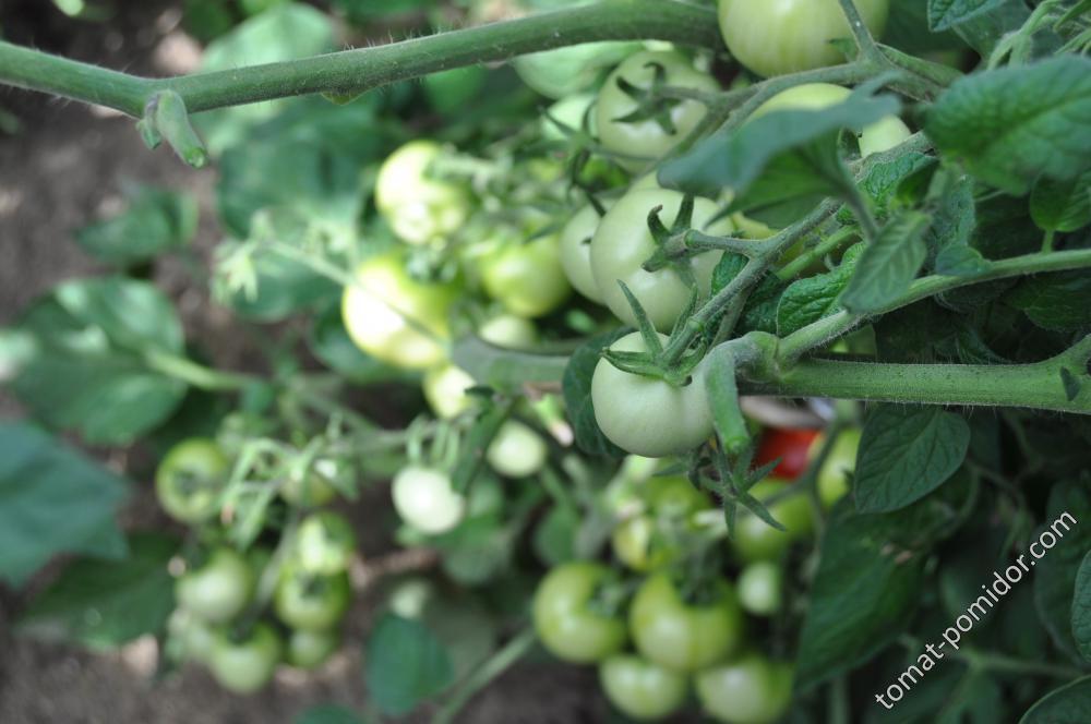 Яблонька россии томат фото урожайность