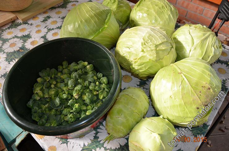 Капуста белокочанная, брюссельская и кольраби