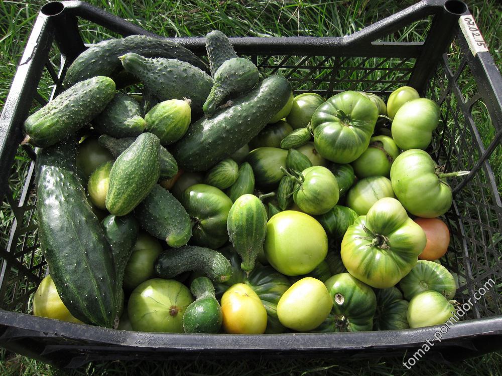 зеленые помидоры и чуток огурцов (самые последние)