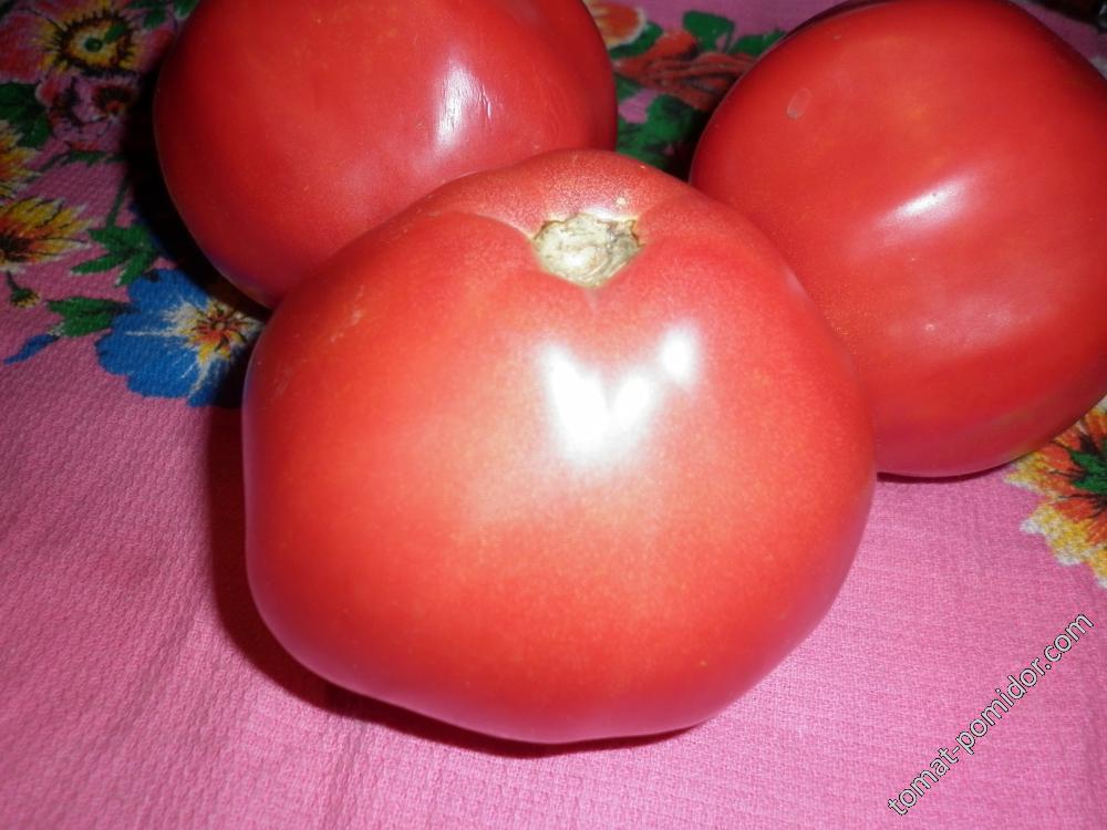Помидорки 2015