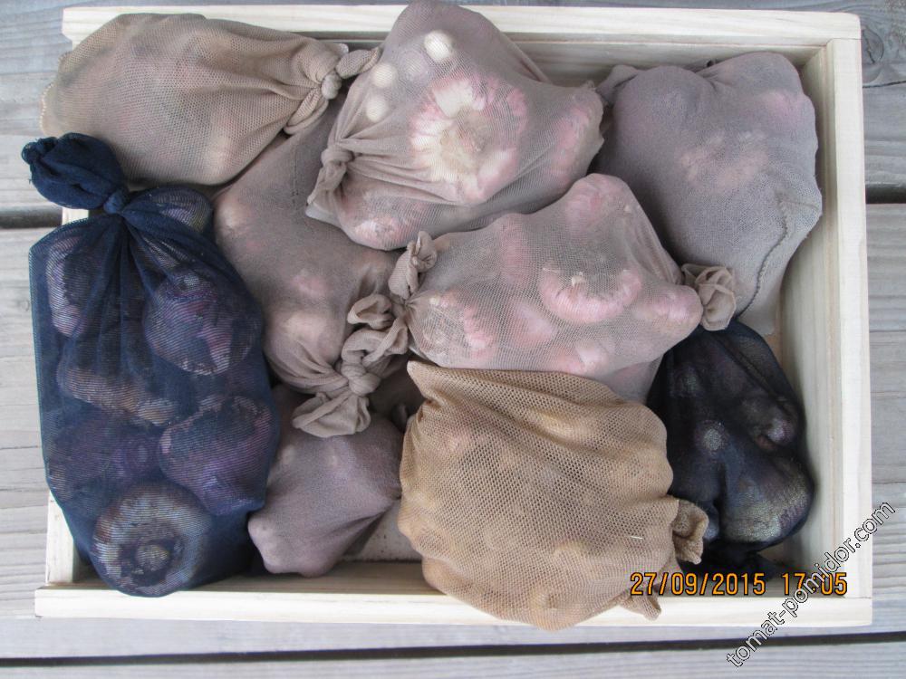 Луковицы гламини