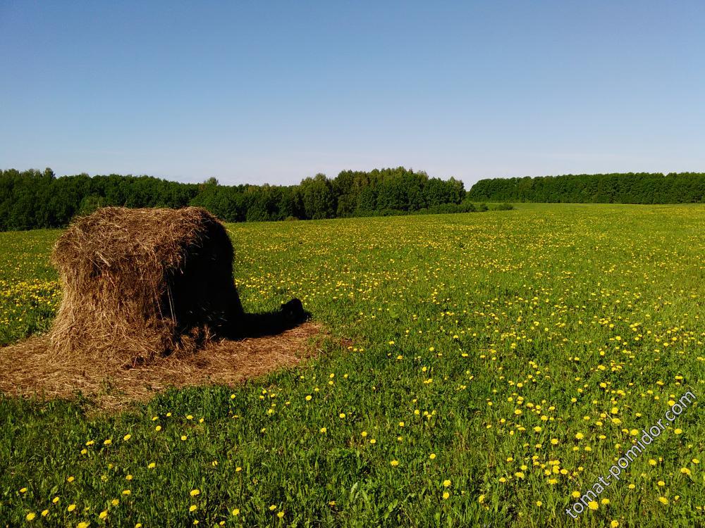 Окраина деревни  весной