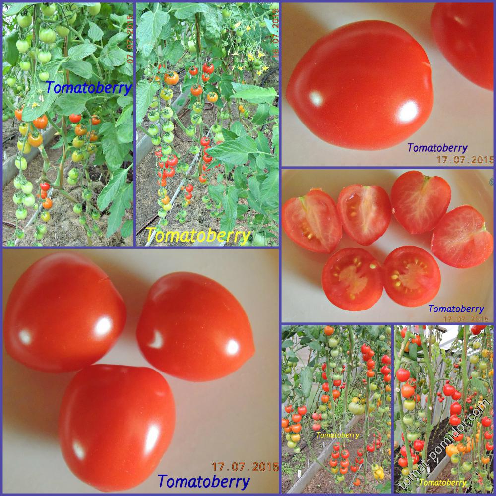 Tomatoberry