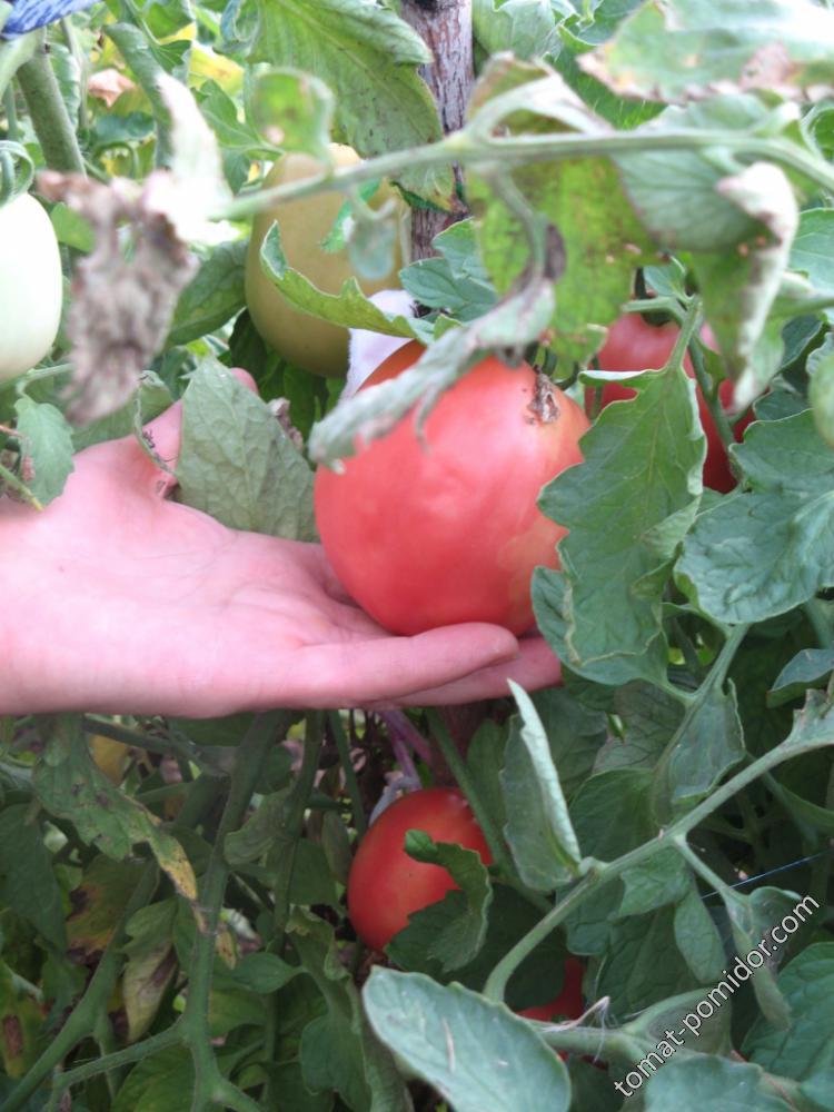 Столыпин - С — сорта томатов - tomat-pomidor.com - отзывы на форуме