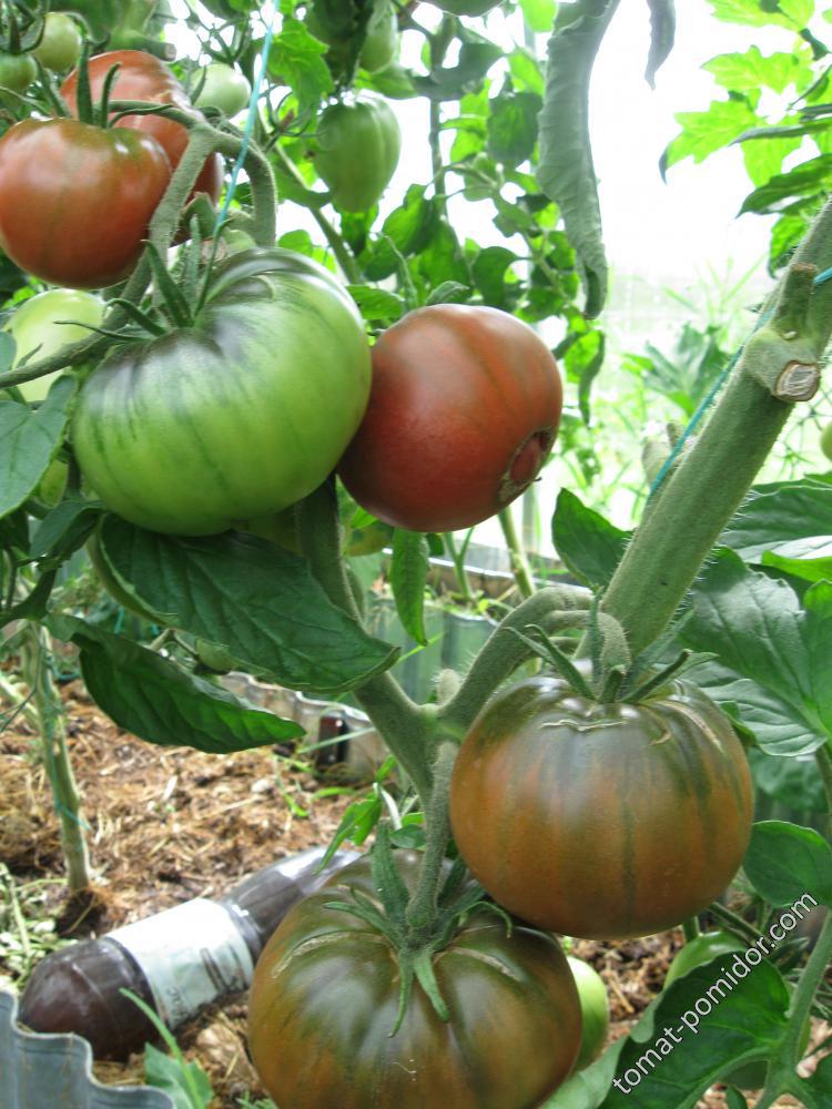 Виагра. - В — сорта томатов - tomat-pomidor.com - отзывы на форуме