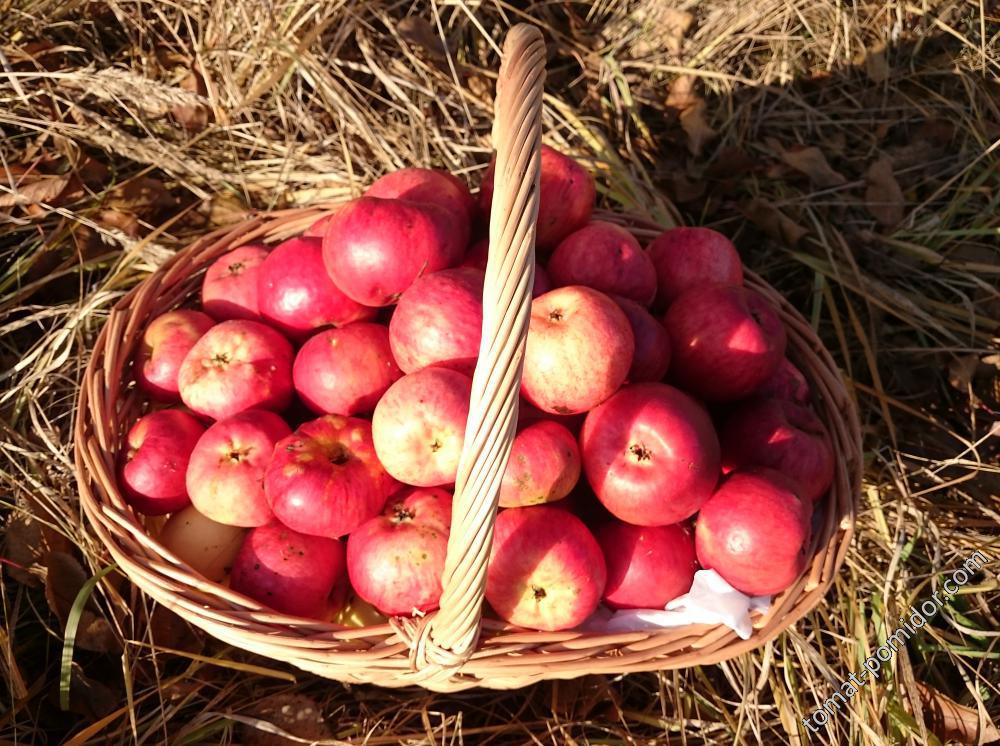 Совхозные яблоки