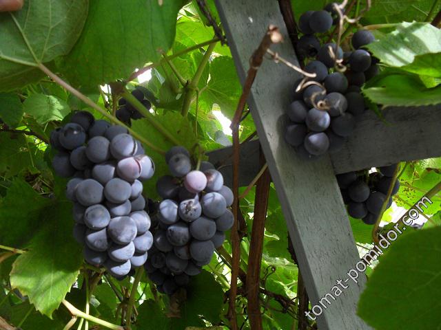 Виноград в авгусе