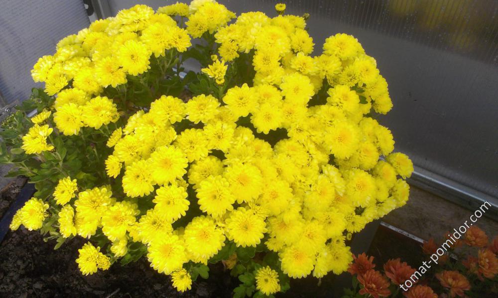 Elfie Light Yellow