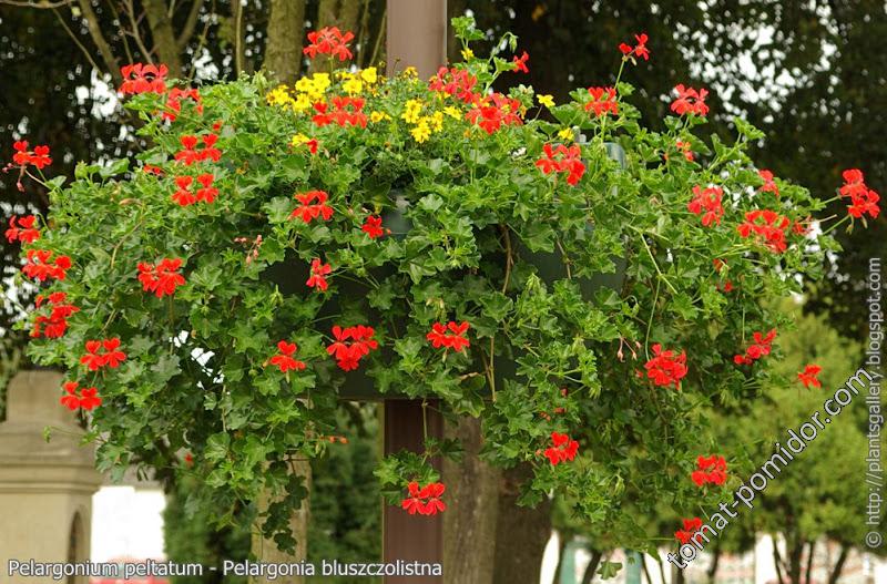 Pelargonium peltatum Decora rot