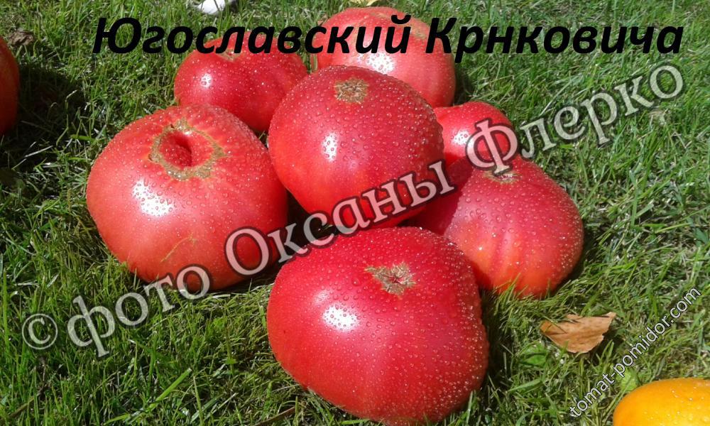 Югославский Крнковича