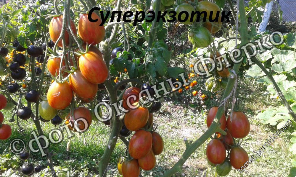 Суперэкзотик-куст