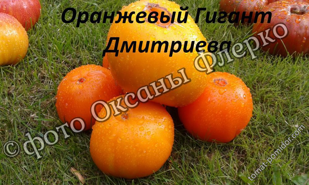 Оранжевый Гигант Дмитриева