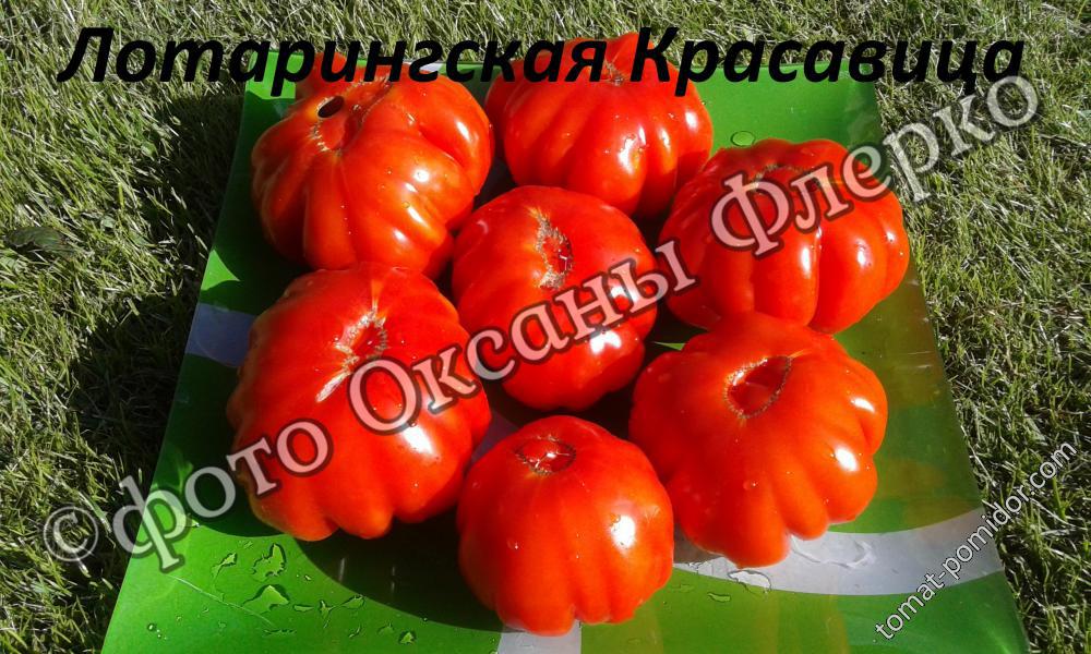 Лотарингская красавица (Beauty Lottringa) - Л — сорта томатов - tomat-pomidor.com- отзывы на форуме