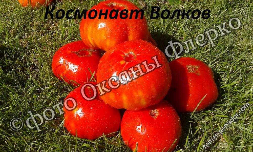 Космонавт Волков - К — сорта томатов - tomat-pomidor.com - отзывы на форуме