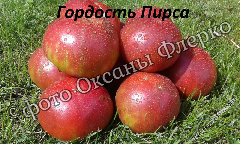 Томат Гордость Отзывы Фото