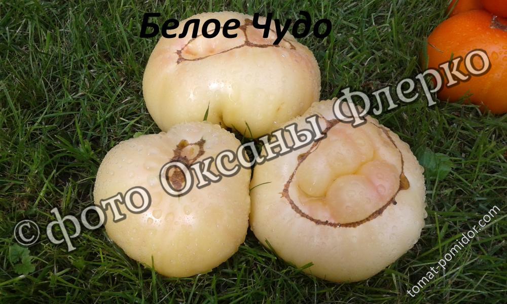 Белое Чудо