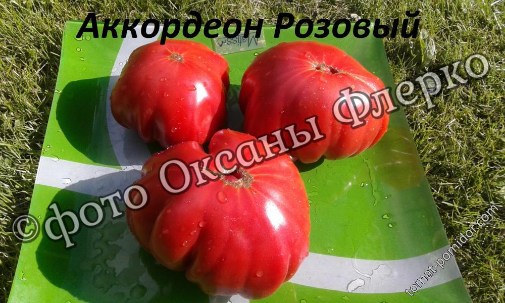 Аккордеон Розовый