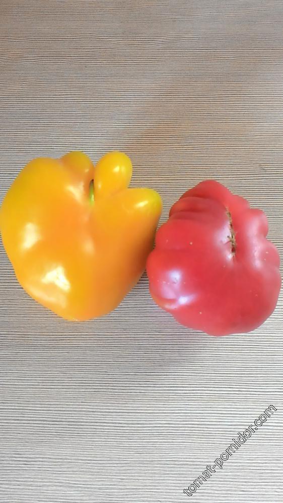 томат и перец