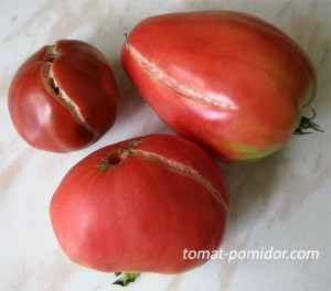 треснувшие и лопнувшие томаты