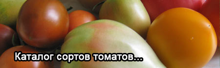 каталог сортов томатов