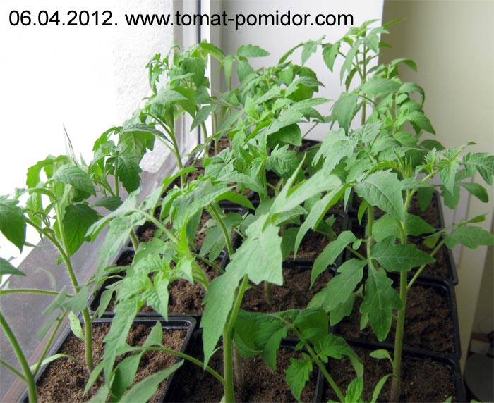 Стимулятор роста для рассады томатов