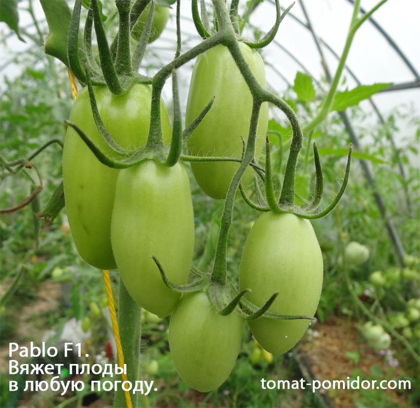 Томат цветет, а завязи нету - Болезни томатов - tomat-pomidor.com