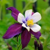 aquilegia-1