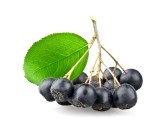 aronia-1