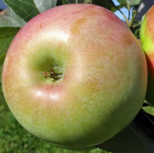 hranenije-jabl