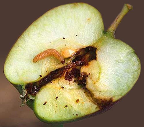 jabl-plodz