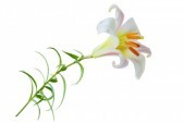 lilium-trumpet-1