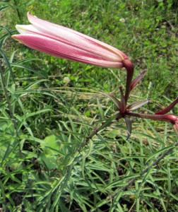 lilium-trumpet-4