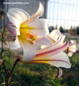 lilium-trumpet-6