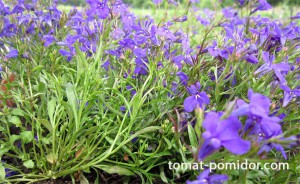 lobelia-2
