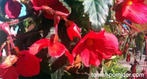 begonia-1