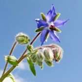 borago-1