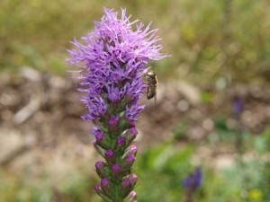 liatris-1