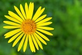 r-doronicum