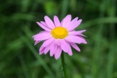 r-pyrethrum