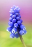 muscari-3