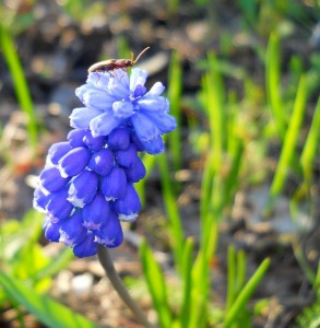 muscari-4