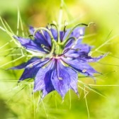 nigella2